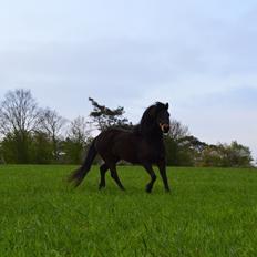 Dartmoor Anc-neu Loa