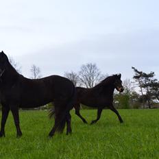 Dartmoor Anc-neu Loa