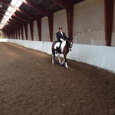 Anden særlig race Refsgaards Mon´Cheri. SOLGT