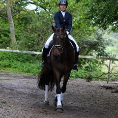 Dansk Varmblod Herslev Mark's Rosita