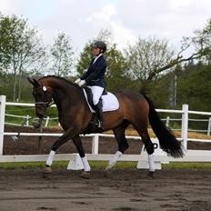 Dansk Varmblod Herslev Mark's Rosita