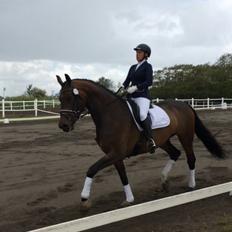 Dansk Varmblod Herslev Mark's Rosita