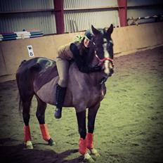 Dansk Varmblod njd/skovly's filuca