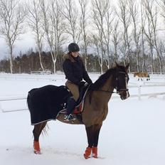 Dansk Varmblod njd/skovly's filuca