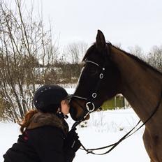 Dansk Varmblod njd/skovly's filuca