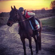 Traver Crazy Diamond