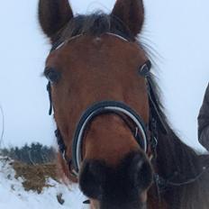 Traver Inspirit (Kiki)