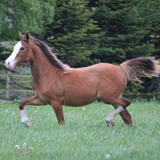 Welsh Cob (sec D) Melanders Flora