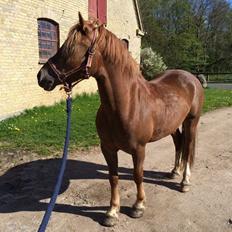 Welsh Cob (sec D) Stenløkkegårds annabell