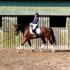 Dansk Varmblod Valløs Barosso