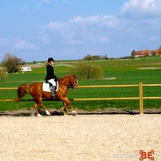 Anden særlig race Tara