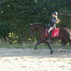 Welsh Cob (sec D) Lesto Havannah Klubmester 2013!
