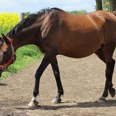 Arabisk fuldblod (OX) E'salta ox  *SOLGT*