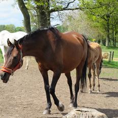 Arabisk fuldblod (OX) E'salta ox  *SOLGT*