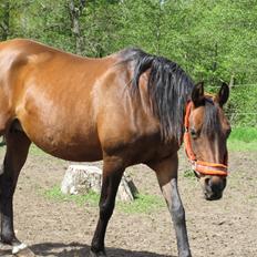 Arabisk fuldblod (OX) E'salta ox  *SOLGT*