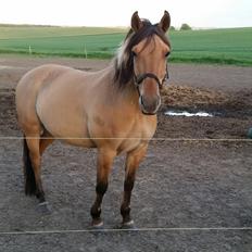 Anden særlig race Lille Kalle