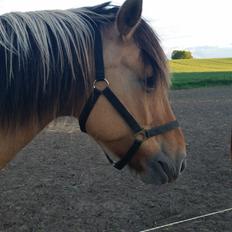 Anden særlig race Lille Kalle