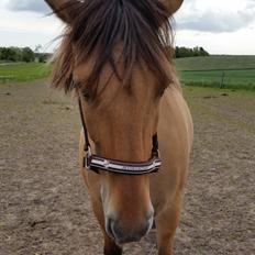 Anden særlig race Lille Kalle