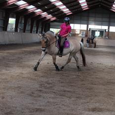 Fjordhest Sif (pony) ¤my soulmate¤