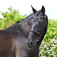 Lusitano Macho De José [Himmelhest]