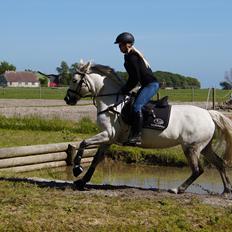 Connemara Daisy's Delight *DD* [Tild. Hest]