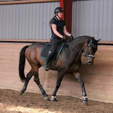 Hollandsk Varmblod Zazoe