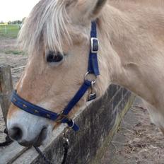 Fjordhest Sille "SOLGT"
