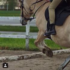 Fjordhest Sille "SOLGT"