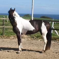Tysk Sportspony Kyesgårds Zeldana (solgt)