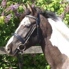 Tysk Sportspony Kyesgårds Zeldana (solgt)