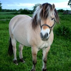 Fjordhest Lucky