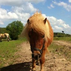 Shetlænder Bette fnug