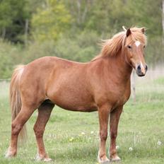 Islænder Sóley fra Espenhøj