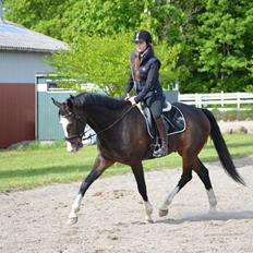 Hollandsk Varmblod Cor De Leandre