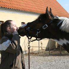 Pinto Sunrise Von Torresco (Justin) <3