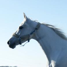 Anden særlig race Just My Luck (Lucky)