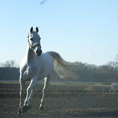 Anden særlig race Just My Luck (Lucky)