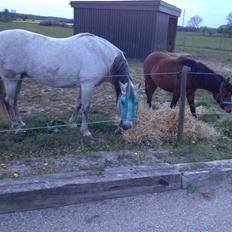 Welsh Partbred (Sec F) jerichau´s fie