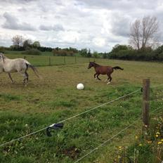 Welsh Partbred (Sec F) jerichau´s fie