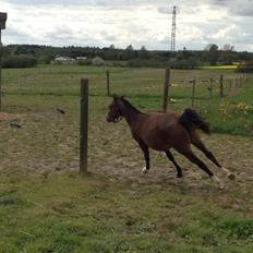 Welsh Partbred (Sec F) jerichau´s fie