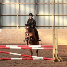 Anden særlig race Lacoste