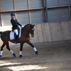 Anden særlig race Lacoste