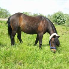 Dartmoor Filur Ronda
