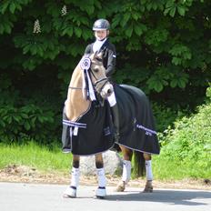 Welsh Pony af Cob-type (sec C) Gribsvads Little Hector (A-pony)