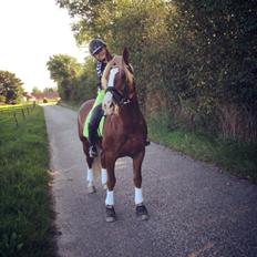 Anden særlig race Dream Come True