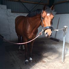 Dansk Varmblod Bækagers quando