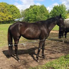 Dansk Varmblod Imhoff's freedom