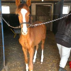 Dansk Varmblod Imhoff's Foxy Lady †23.05.2013†