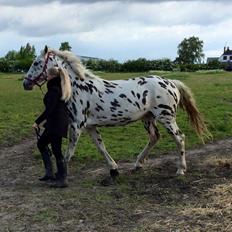 Knabstrupper Friis Perle