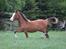Welsh Cob (sec D) Melanders Flora - Flora nu 1 år gammel =D